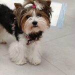 Molly