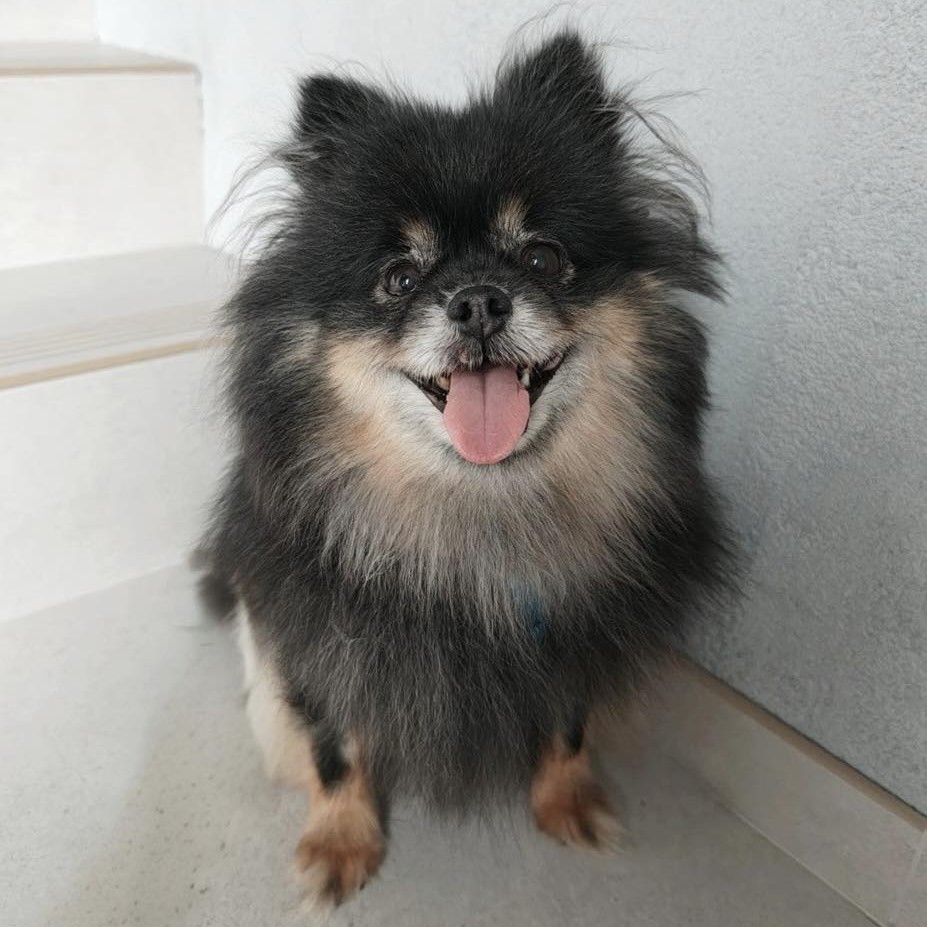 Moli