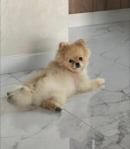 Gumiś