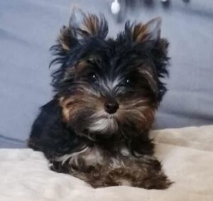 Marcel