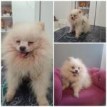 Dylan